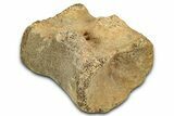 Fossil Triceratops Caudal Vertebra Centrum - Montana #352038-1